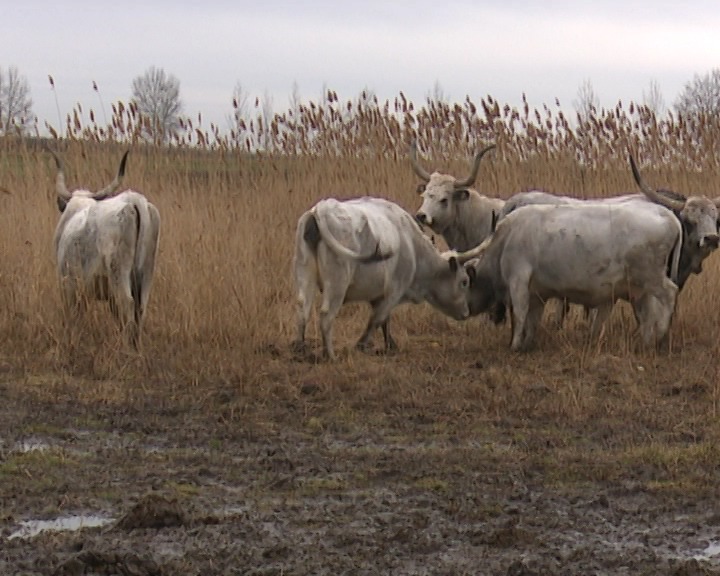 Podolsko goveče kao mera aktivne zaštite životne sredine.