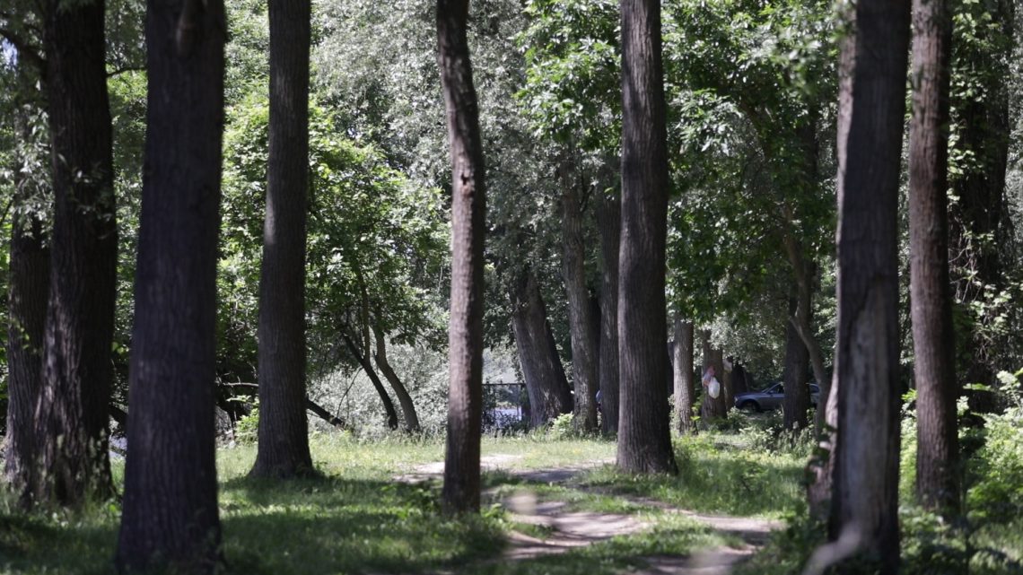 Poznata kao ostatak plavnih šuma koje su nekada dominirale dunavskim adama.