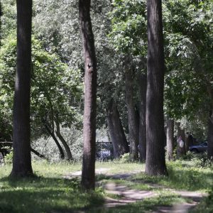 Poznata kao ostatak plavnih šuma koje su nekada dominirale dunavskim adama.
