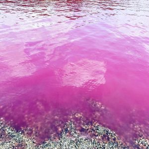 pink jezero
