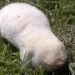Albino slepo kuče.Foto: Pavle Lukić bbc