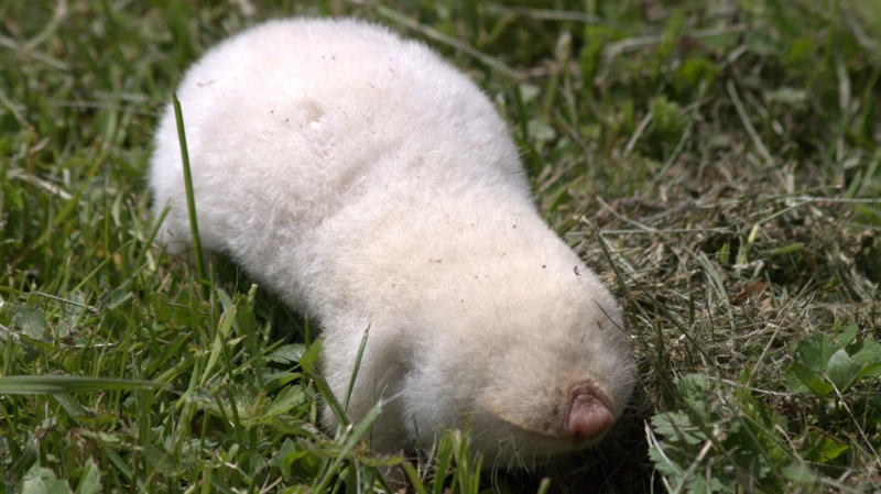 Albino slepo kuče.Foto: Pavle Lukić bbc
