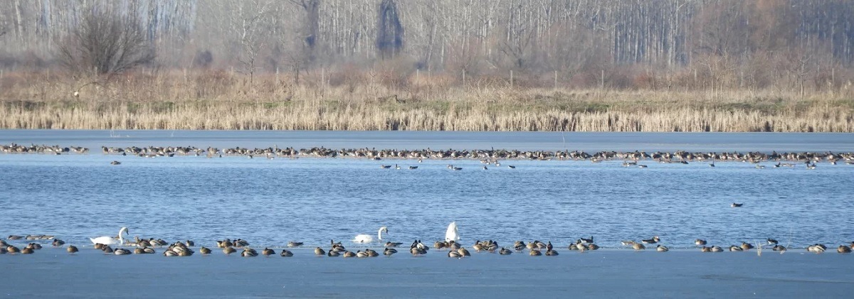 Zimski popis ptica. Ptice kod Uzdina.