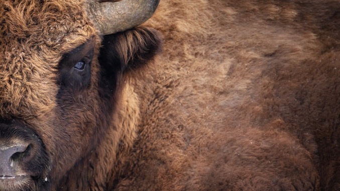 Od nedavno na Fruškoj gori živi pet jedinki evropskog bizona.