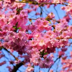Cvetanje japanske trešnje.