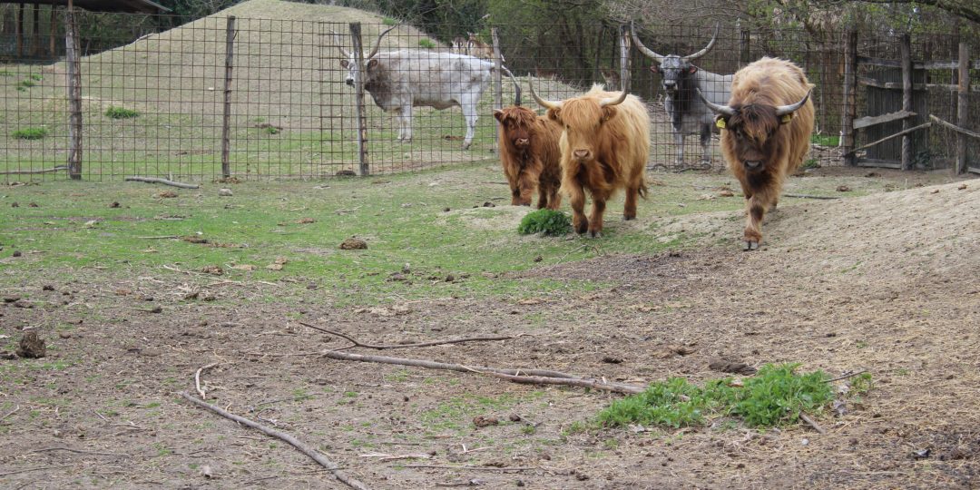 Škotsko goveče novi stanovnik Zoovrta Palić.