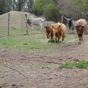 Škotsko goveče novi stanovnik Zoovrta Palić.