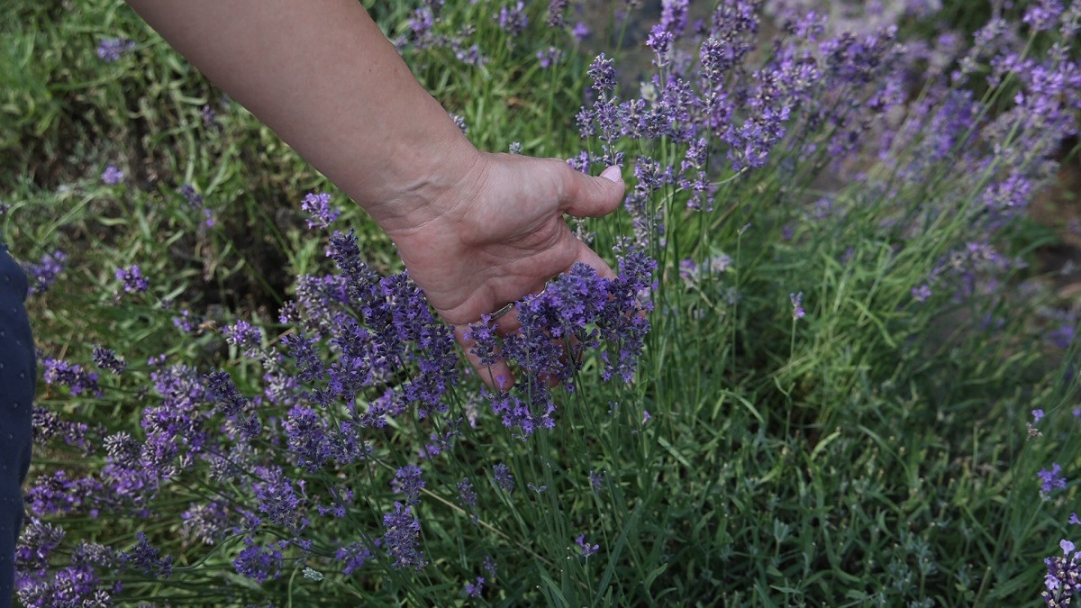 Lavanda lekovito bilje.