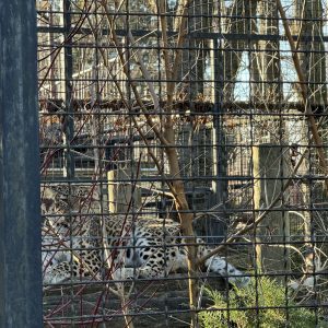 Janga, ženka persijskog leoparda, svoj novi dom pronašla je na Paliću u jednom od najlepših zoloških vrtova u Srbiji.