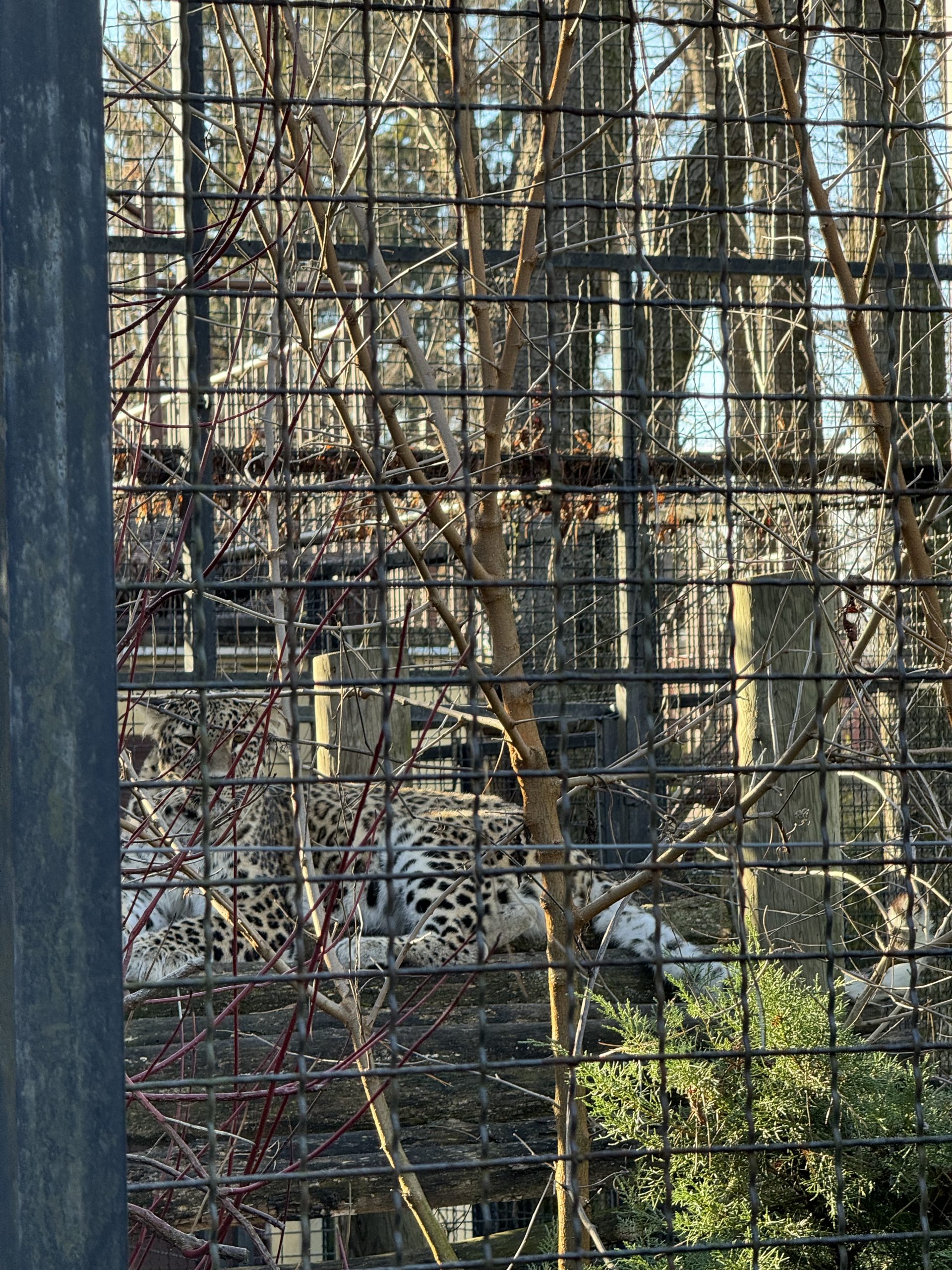 Janga, ženka persijskog leoparda, svoj novi dom pronašla je na Paliću u jednom od najlepših zoloških vrtova u Srbiji.