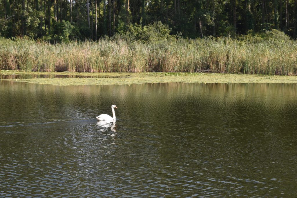 Svega tri procenata od ukupne zemljine površine čine vlažna staništa