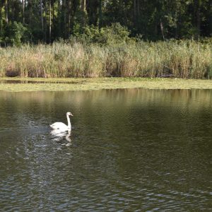 Svega tri procenata od ukupne zemljine površine čine vlažna staništa