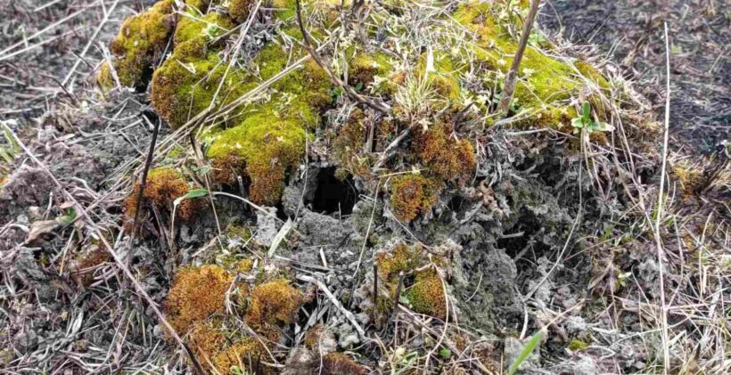 Ovčija vuna dodatni izvor zarade.