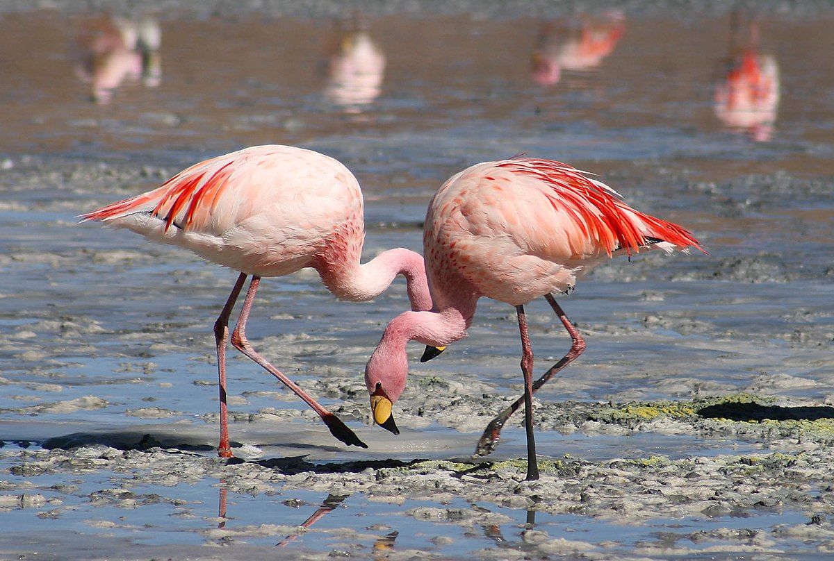 Najveće smanjenje koncentracije algi primećeno je u Keniji, posebno na jezeru Nakuru, jednom od najvažnijih jezera za ishranu flamingosa u Africi.