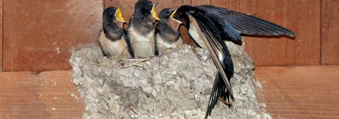 Domaćinstvo sa najvećim brojem aktivnih gnezda biće nagrađeno tonom kukuruza.