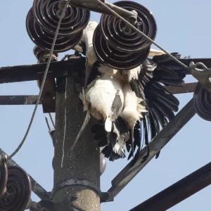 rošle godine, na istom mestu su pronađeni leševi 8 roda i nekoliko drugih vrsta ptica.
