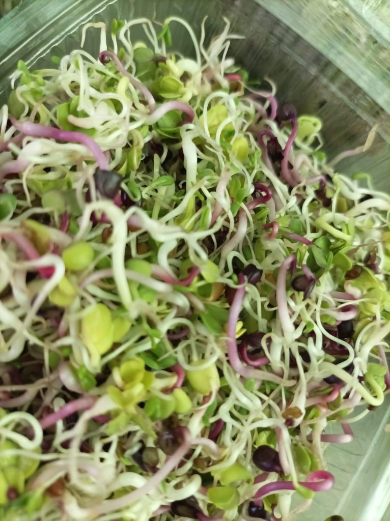 U poslednjih nekoliko godina, mikrobilje je postalo sve prisutnije u srpskoj ishrani.