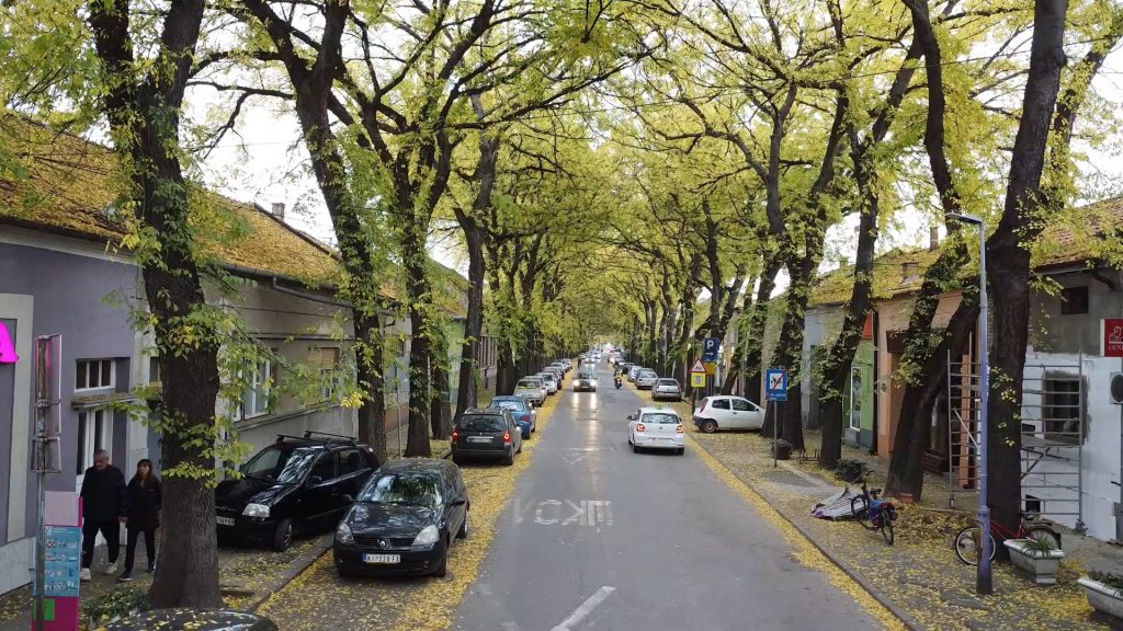 Zelena ulica Kikinda nije samo drvored. Ona je živi spomenik koji nas podseća da grad i priroda mogu i moraju da koegzistiraju.