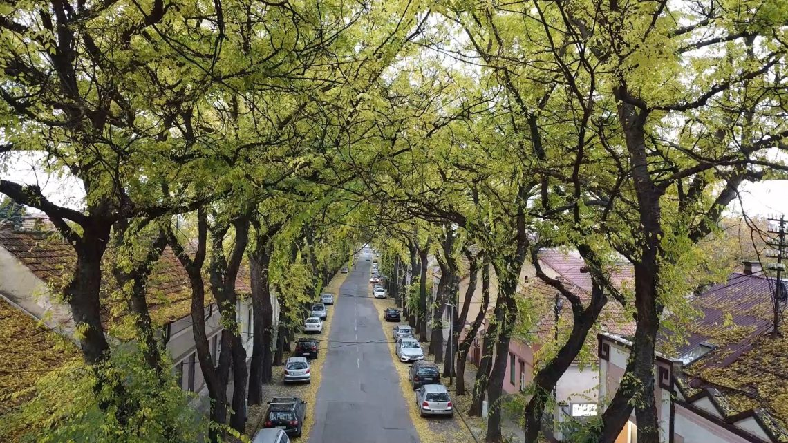 Zelena ulica Kikinda predstavlja jedinstven spoj prirode i urbanog života, sa svojim veličanstvenim drvoredom koji već decenijama krasi grad i privlači posetioce iz celog sveta.