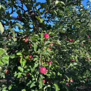 Stručnjaci upozoravaju da bi bez hitnih mera podrške tavankutska jabuka mogla potpuno nestati u narednoj deceniji.