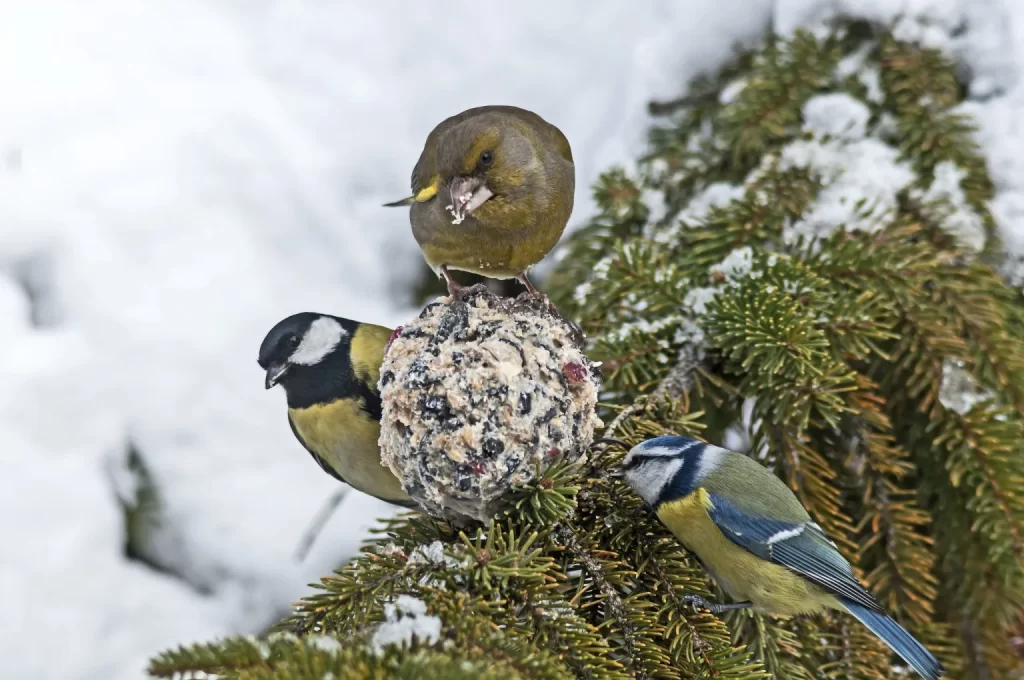 pomozimo pticama