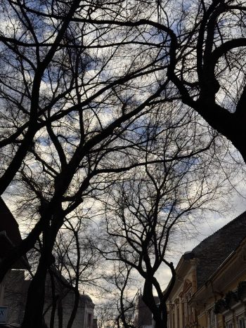 Klimatske promene 2025., ogoljeno lišće, a temperatura 15 stepeni.