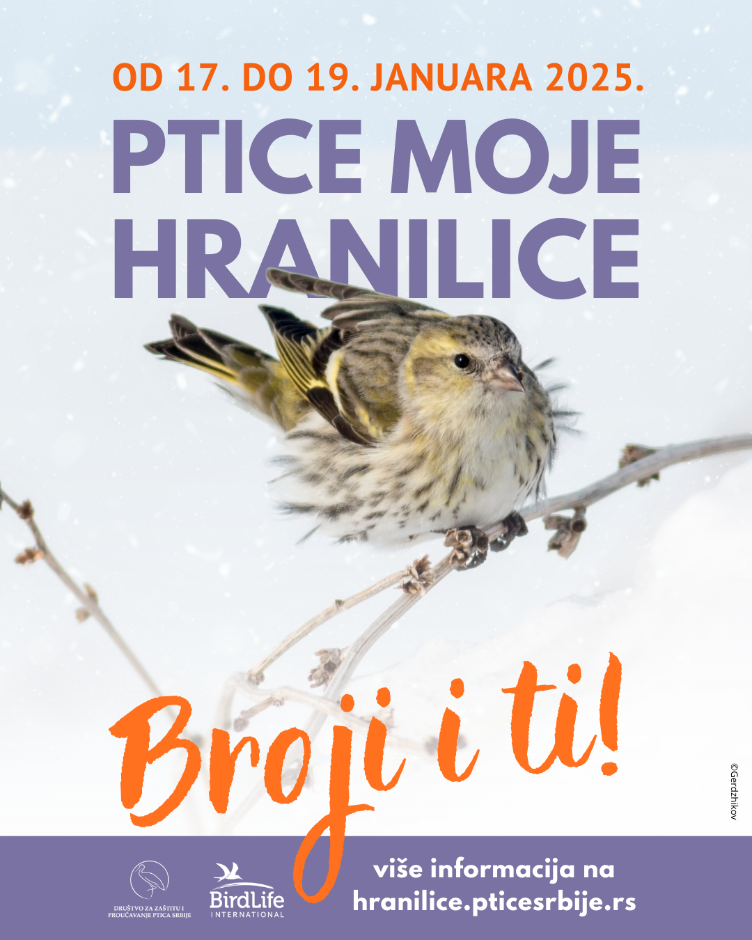 ptice u srbiji plakat ptice moje hranilice