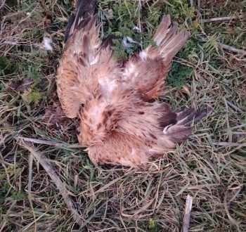 Masovno trovanje zaščenih vrsta ptica u opštini Ruma.