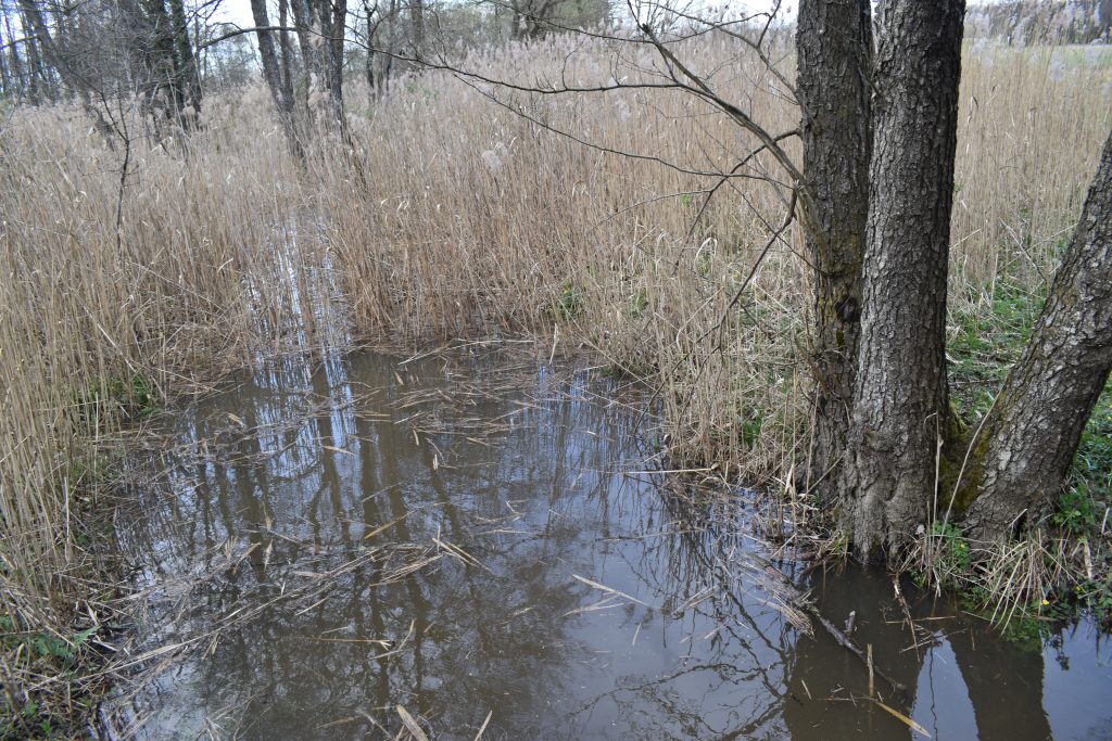 Močvare su pred izumiranjem