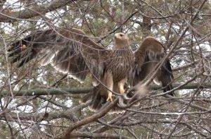 Orao krstaš u Srbiji, veličanstvena ptica grabljivica