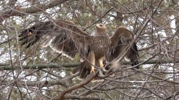 Orao krstaš u Srbiji, veličanstvena ptica grabljivica