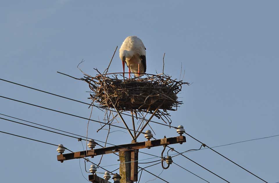 U vremenu kada se mnoge vrste suočavaju sa opadanjem populacija i gubitkom staništa, priča o taraškim rodama pruža tračak nade.Foto: UG Taraške rode