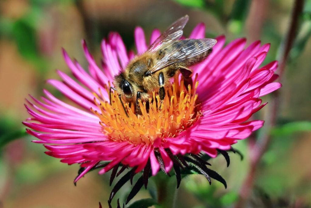 Western honey bee  (Apis mellifera)