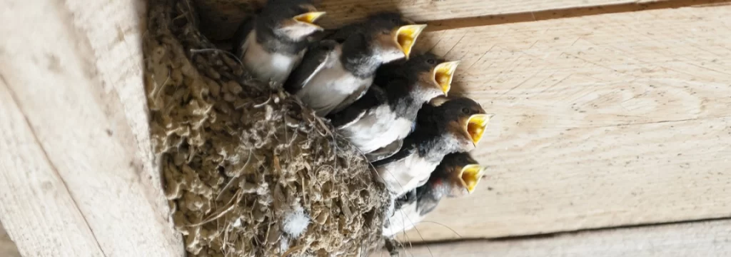 Seoske laste pojedu na stotine insekata dnevno – bez hemije, bez buke.