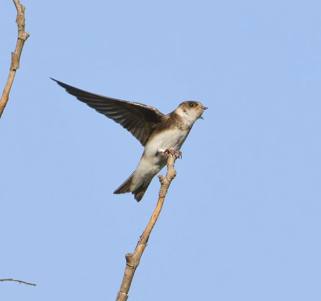  Podaci iz Mađarske pokazuju zabrinjavajuću sliku – u poslednjih 40 godina brojnost bregunica je pala za preko 70 procenata.