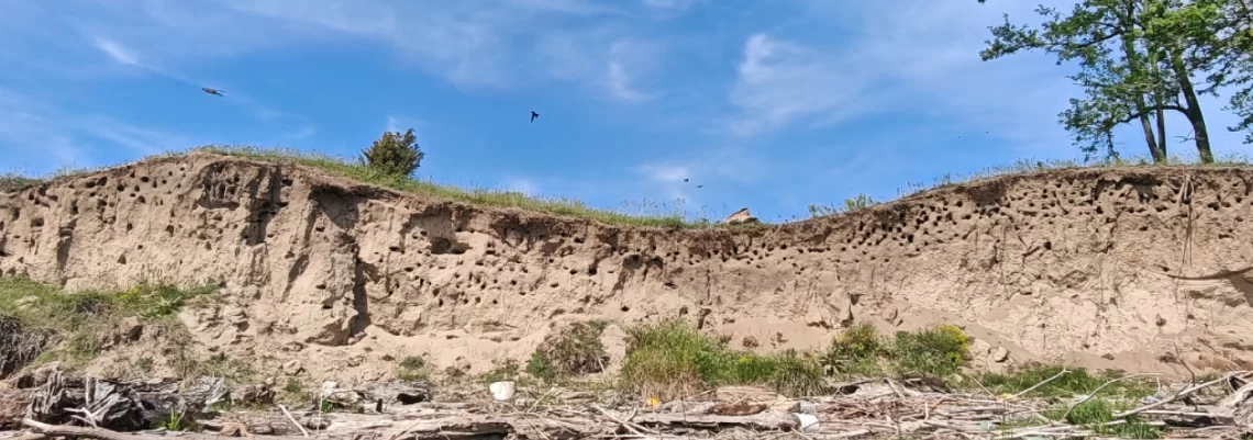 Prvi nacionalni popis lasta bregunica.