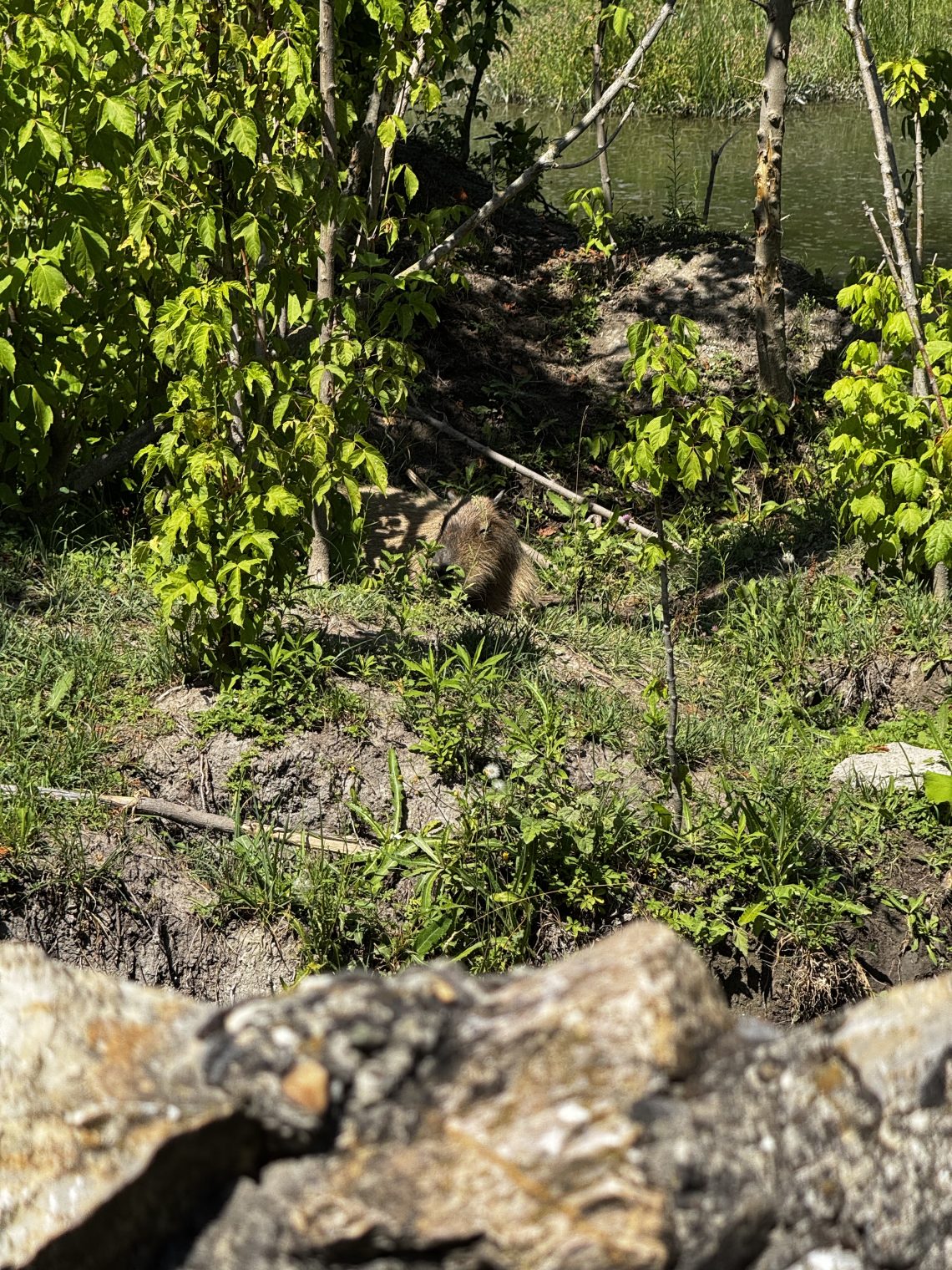 Kapibara nova atrakcija Zoo-vrt Palić.