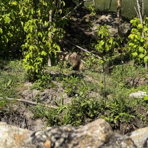Kapibara nova atrakcija Zoo-vrt Palić.