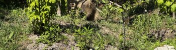Kapibara nova atrakcija Zoo-vrt Palić.