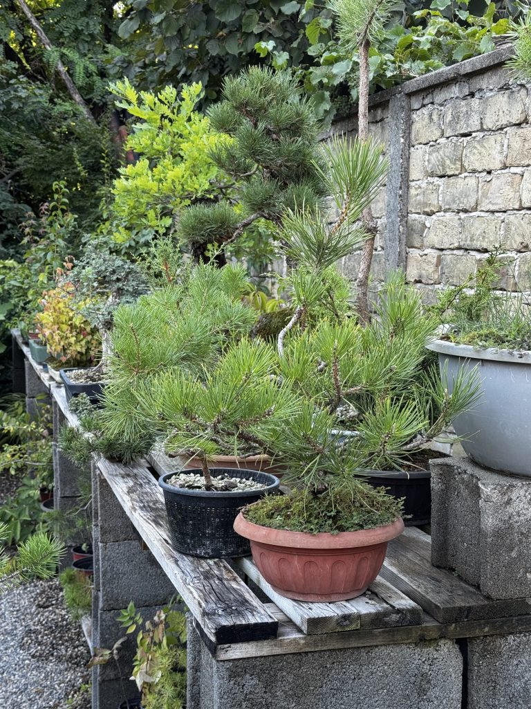 Bonsai drveće.Fotografija: Sandra Iršević