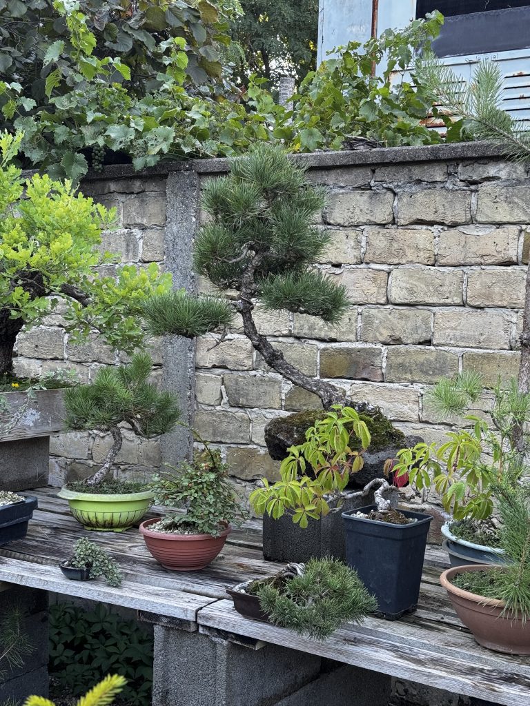 Bonsai drveće.Fotografija: Sandra Iršević