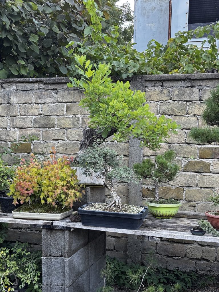 Bonsai drveće.Fotografija: Sandra Iršević