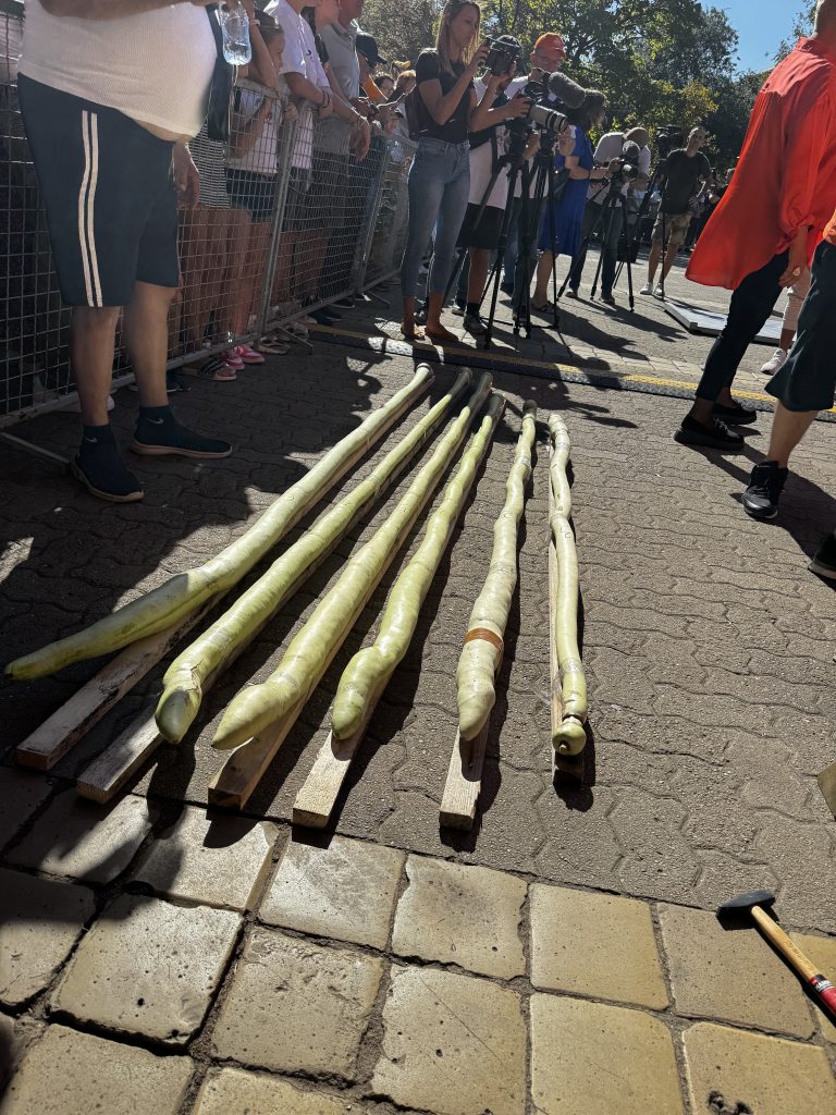 Najduža bundeva 295 centimetara i njteža 832 kilograma. Foto: Sandra Iršević