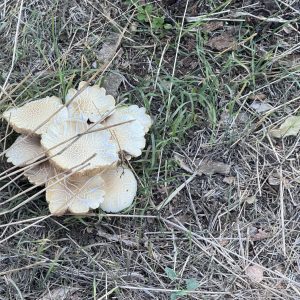 Svet gljiva Boglarke Sakal.