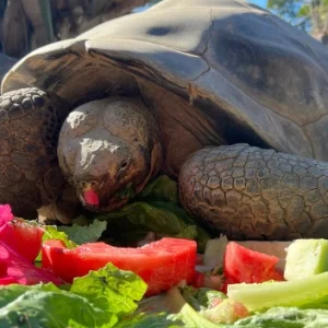Velika kornjača Galapagosa spuštene glave jede šarenu gomilu svežeg povrća, uključujući zelenu salatu, lubenicu i ružičaste cvetove hibiskusa.
