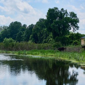 Vlažna staništa Srbije: Obedska bara.Foto: UNDP
