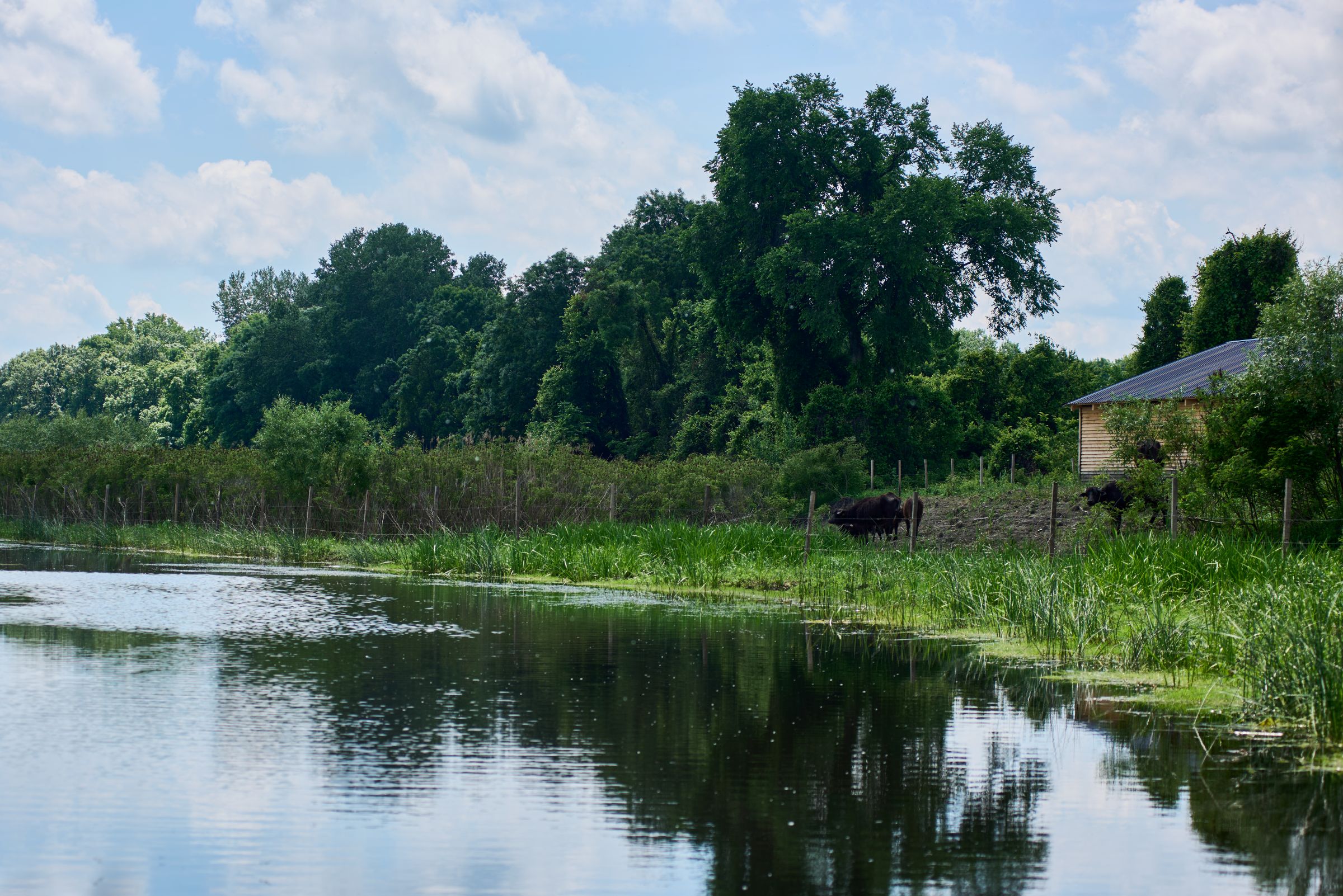 Vlažna staništa Srbije: Obedska bara.Foto: UNDP