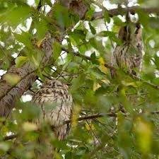 Sovembar i sove utine u Kikindi u krošnji.
