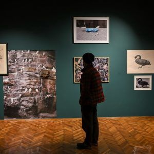 Osoba u kariranoj košulji s leđa posmatra zidnu postavku umetničkih dela o prirodi i zagađenju u galeriji sa zelenim zidovima i parketom.