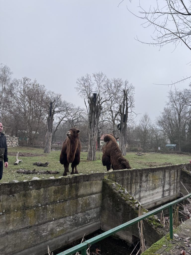 Dve tamnobraon kamile u svom staništu u Zoološkom vrtu Palić.